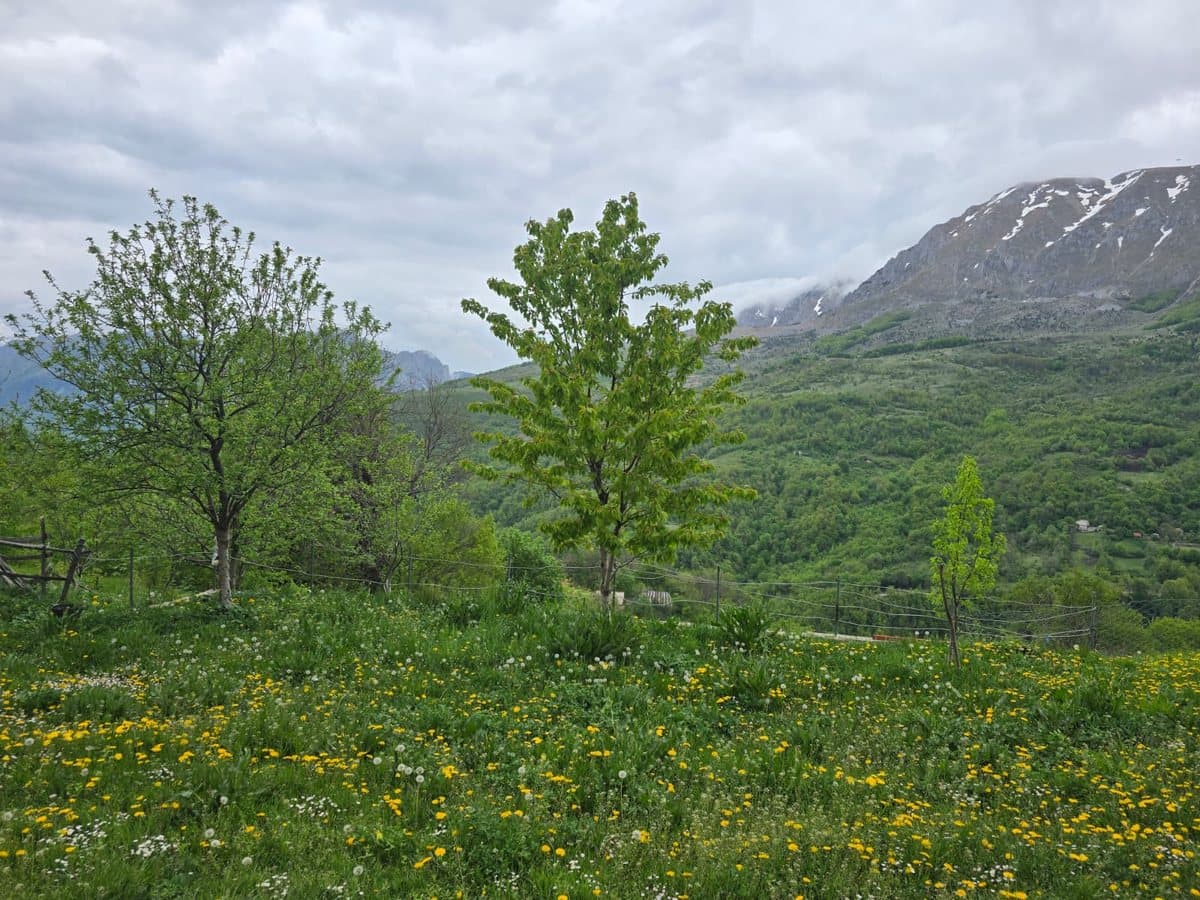 Fotografija sa pčelinjaka, Izgori 7