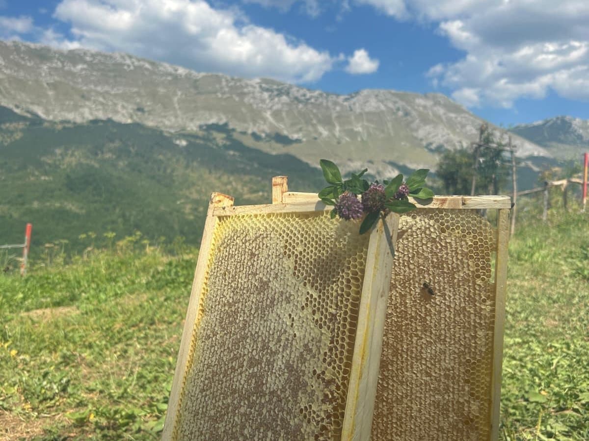 Fotografija sa pčelinjaka, Izgori 70