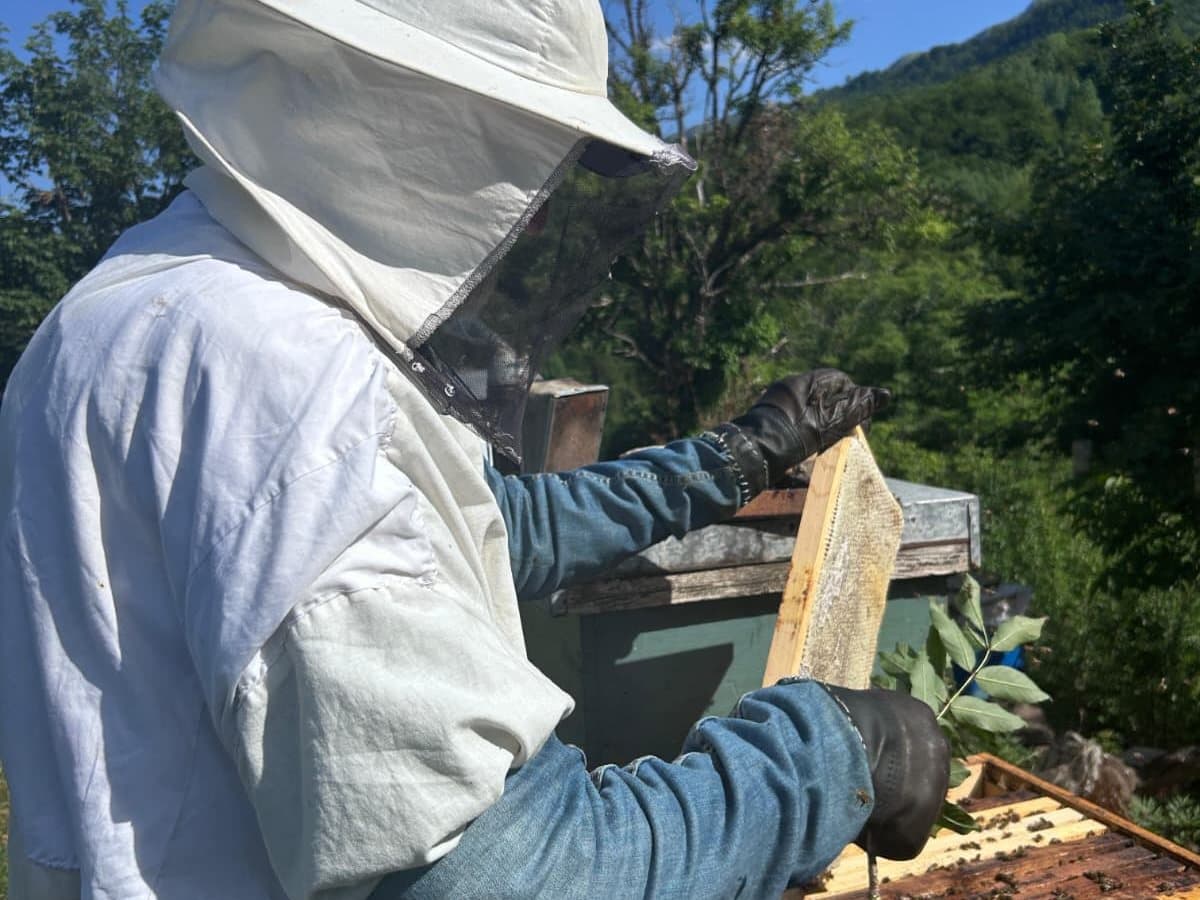 Photo from the apiary, Izgori 73