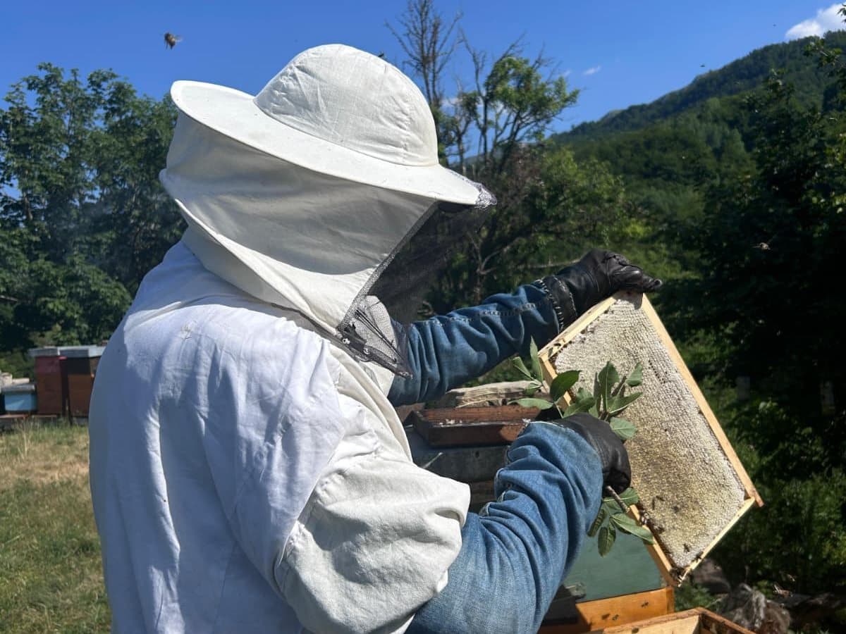 Photo from the apiary, Izgori 75