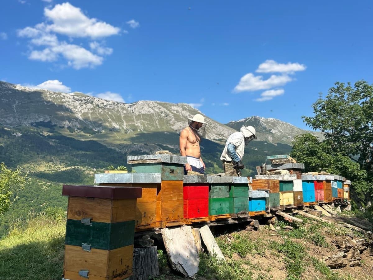 Photo from the apiary, Izgori 77
