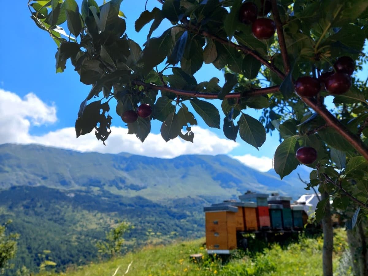 Fotografija sa pčelinjaka, Izgori 77