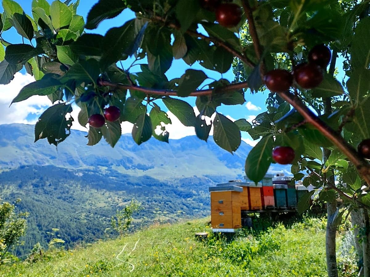 Fotografija sa pčelinjaka, Izgori 79