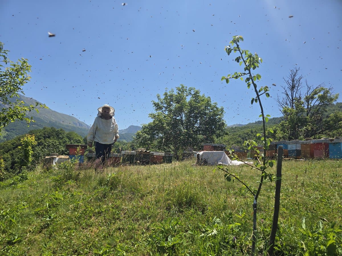 Photo from the apiary, Izgori 81