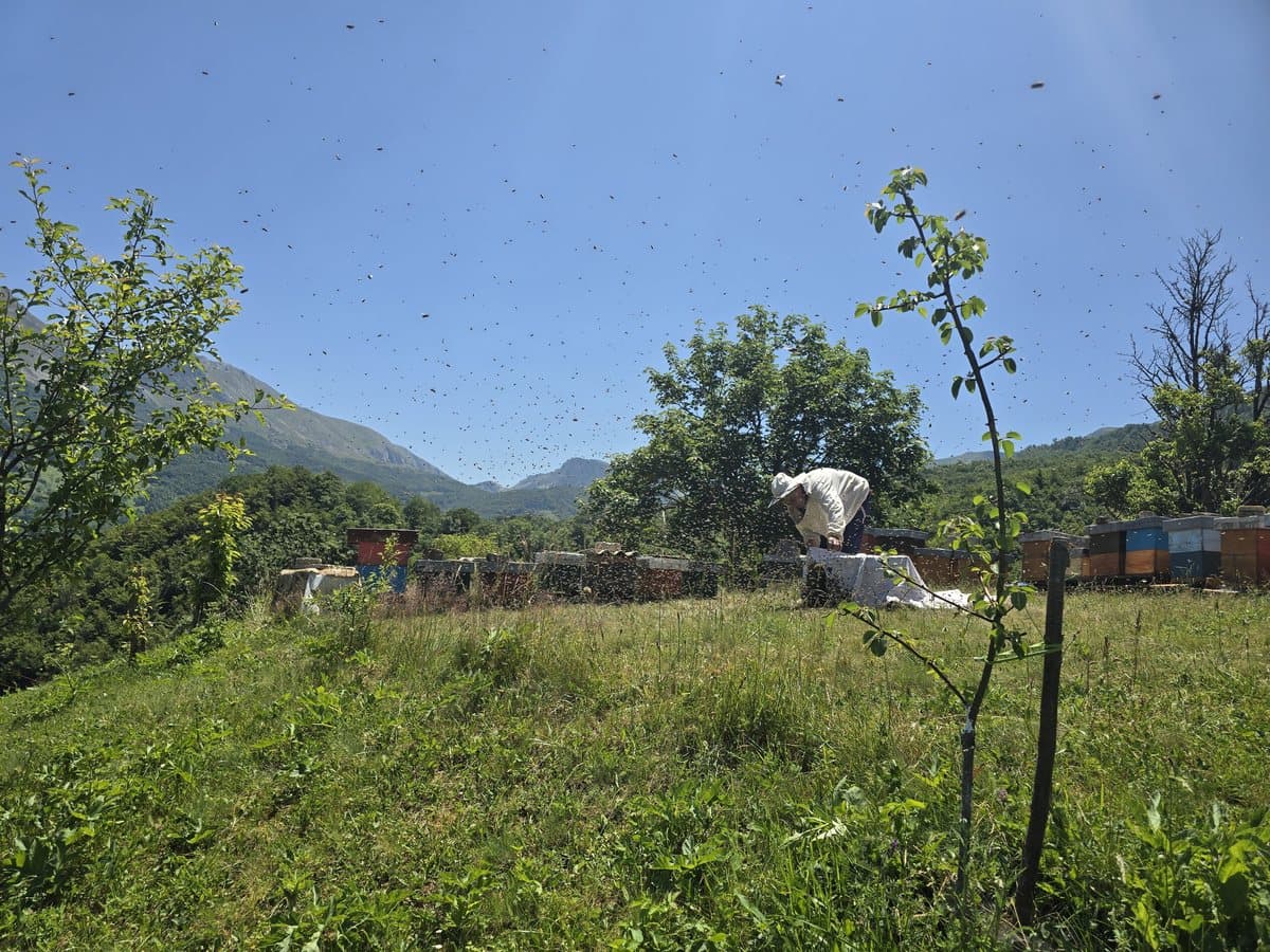 Photo from the apiary, Izgori 82