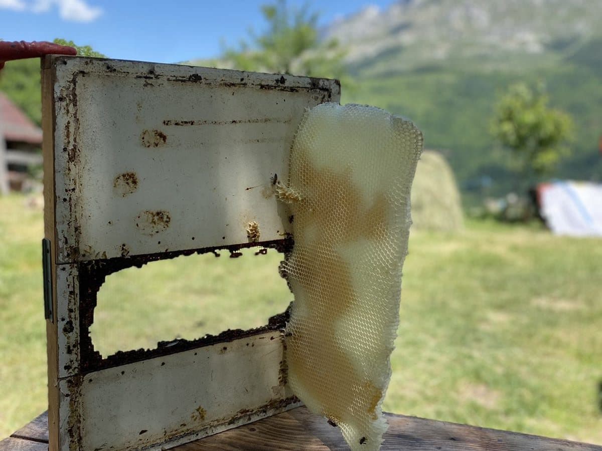 Fotografija sa pčelinjaka, Izgori 89