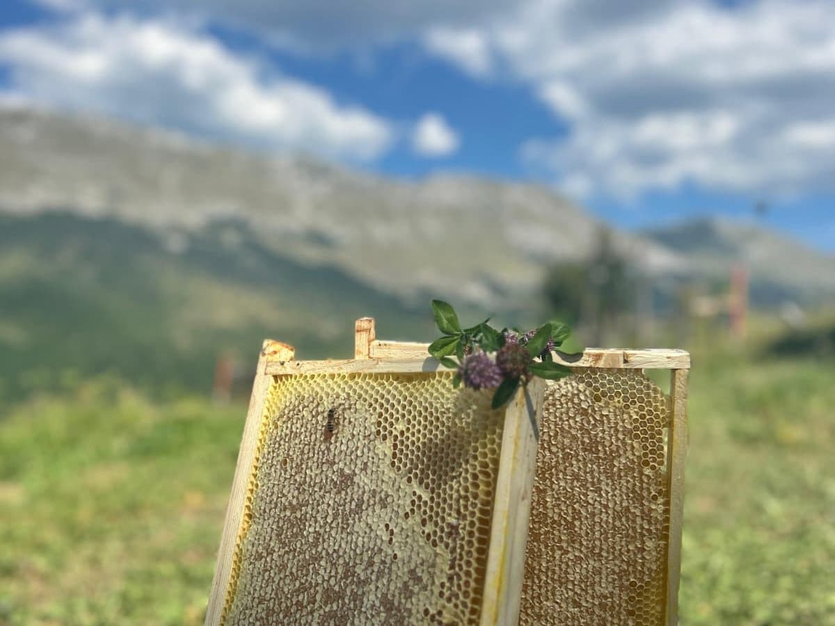 Photo from the apiary, Izgori 92