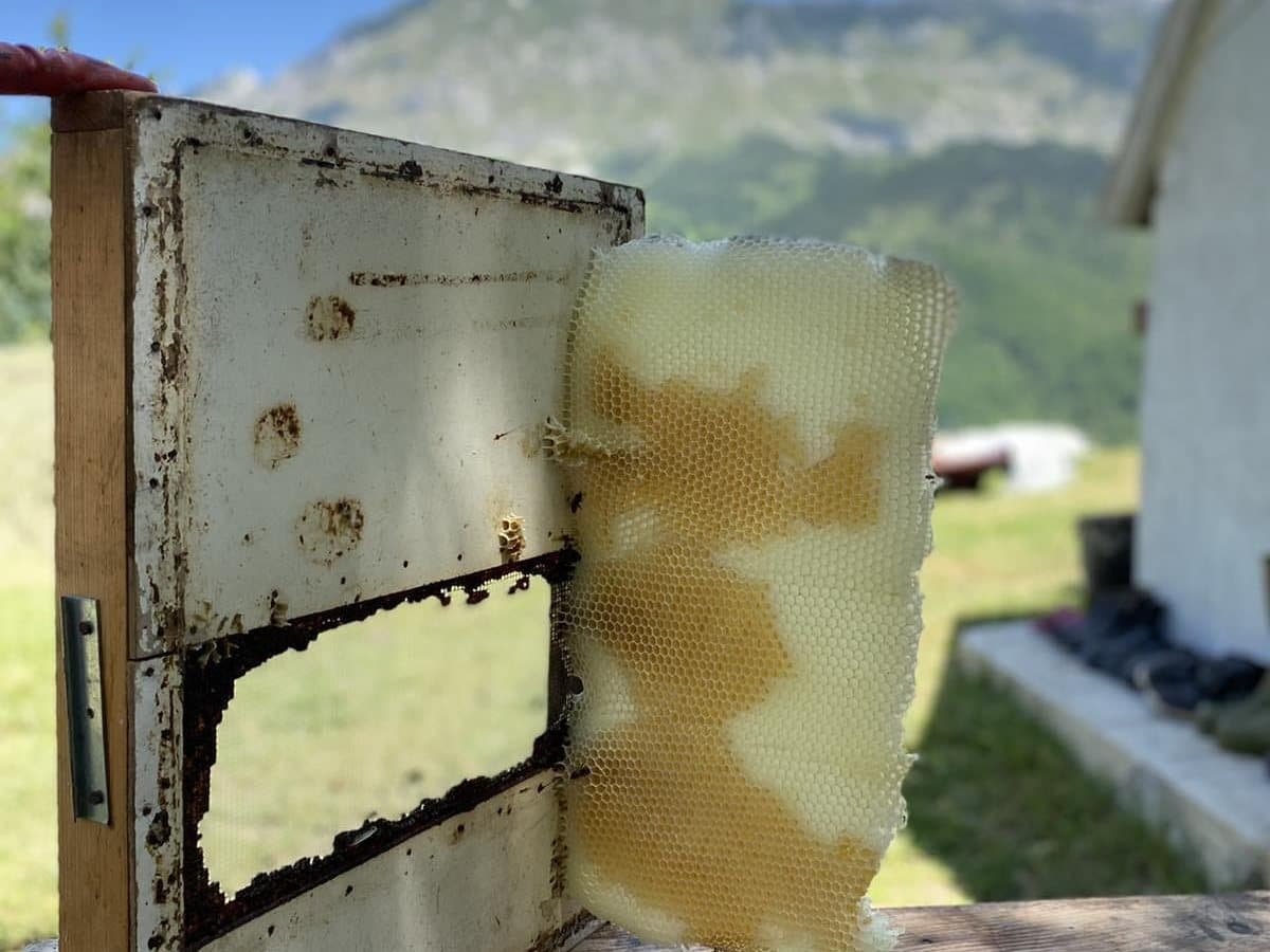 Fotografija sa pčelinjaka, Izgori 94