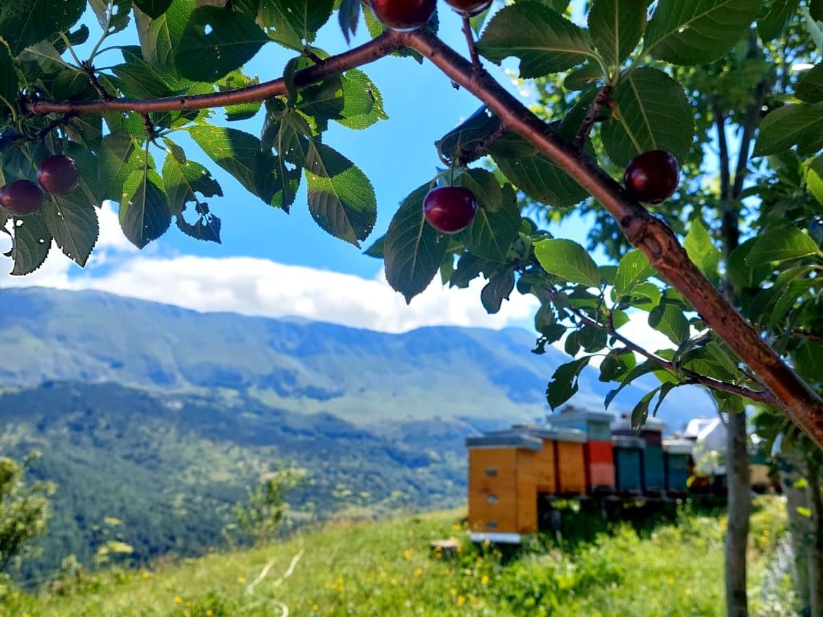 Photo from the apiary, Izgori 96