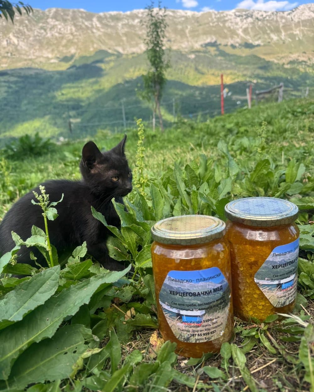 Tegle planinskog meda