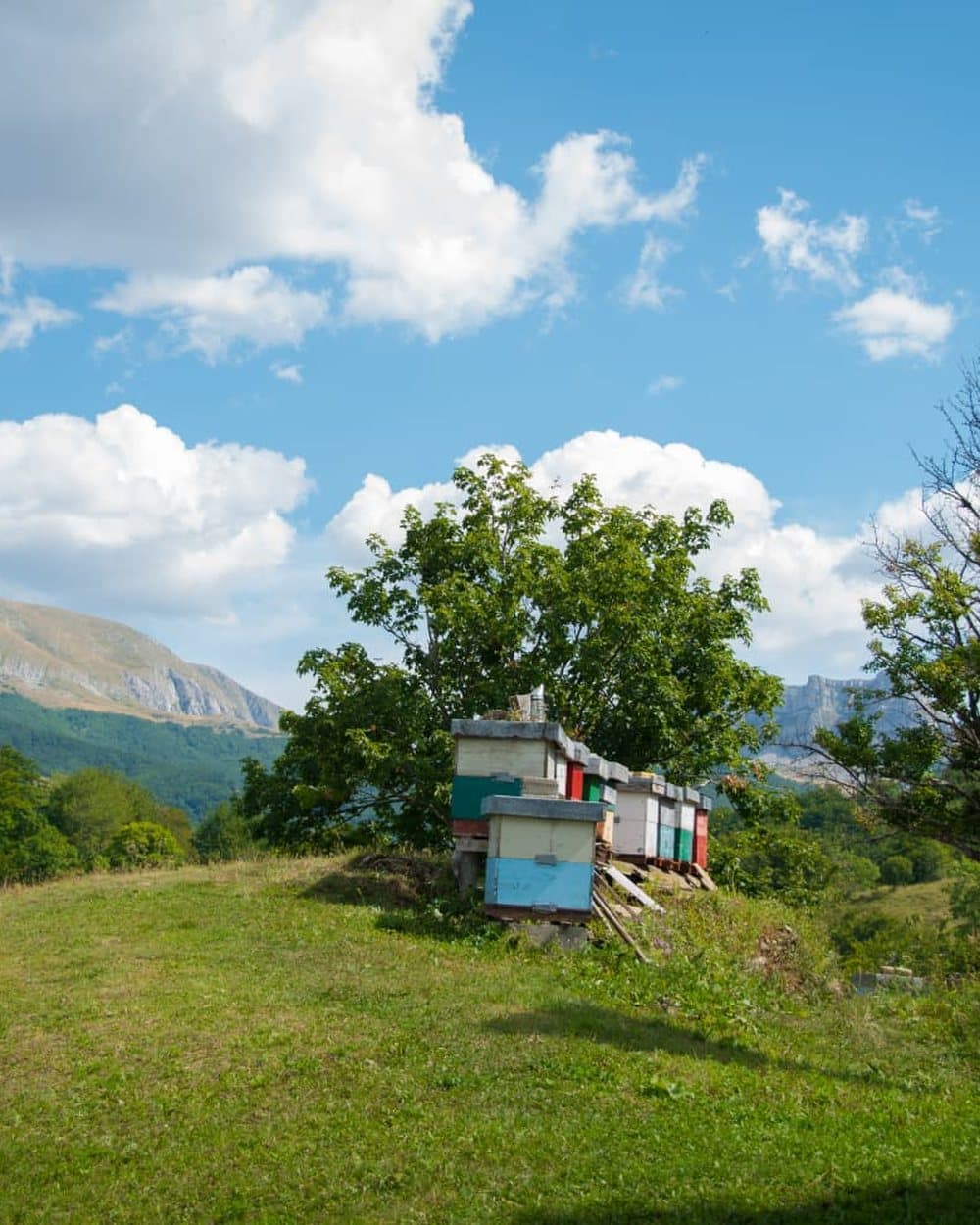 Porodični pčelinjak 1