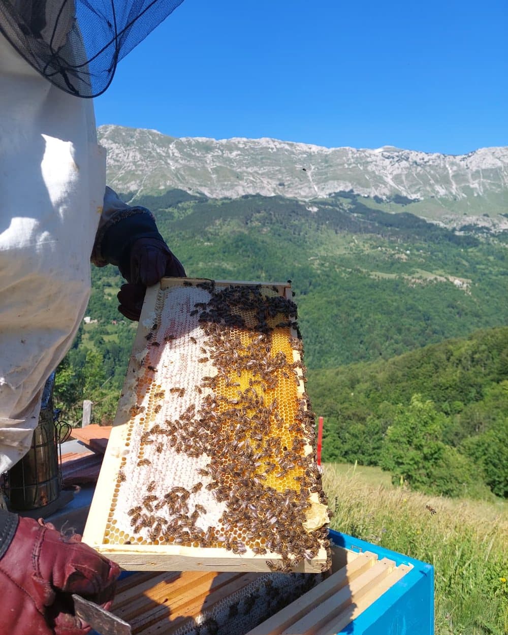 Family apiary 10