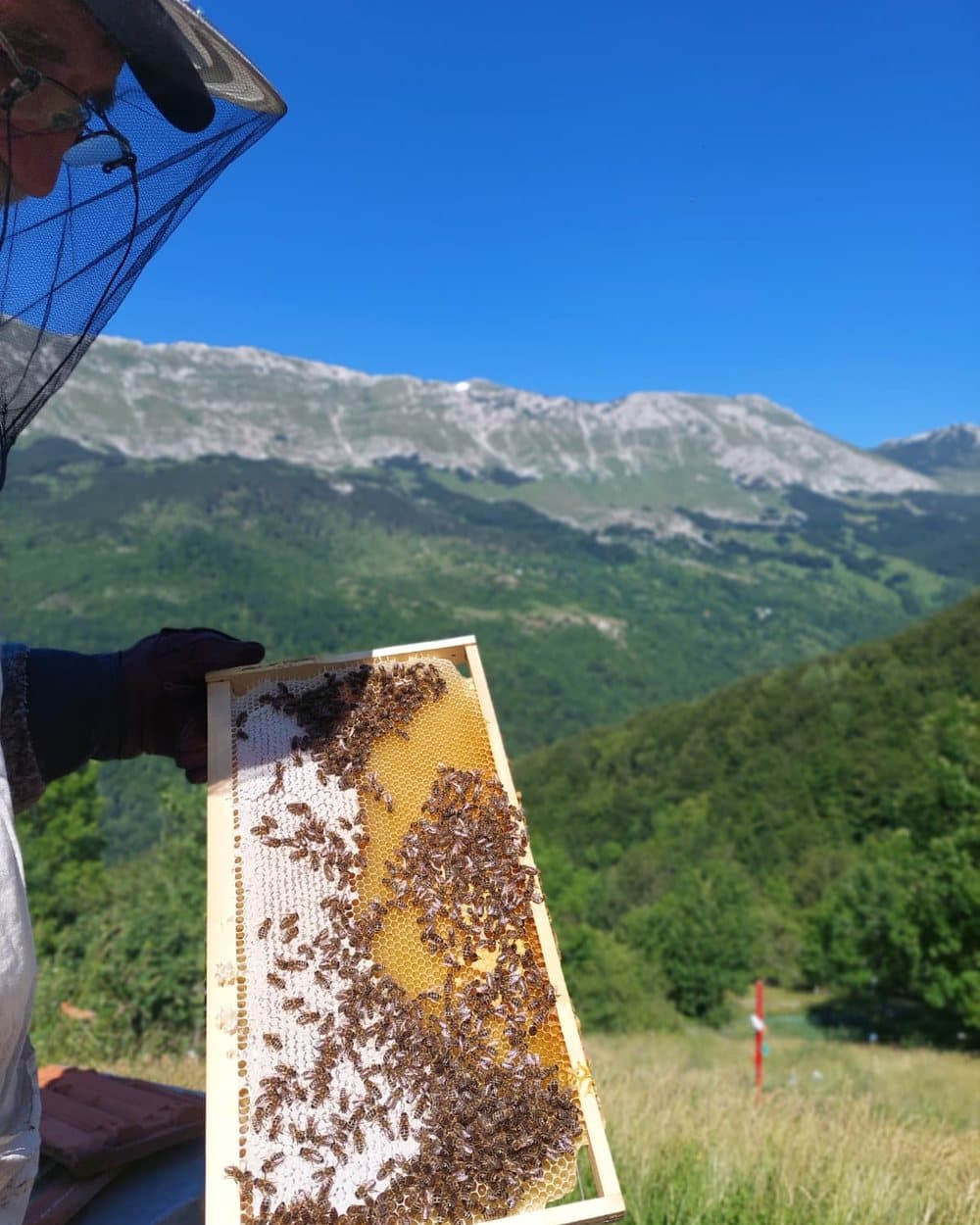 Ram pun pčela pred planinom