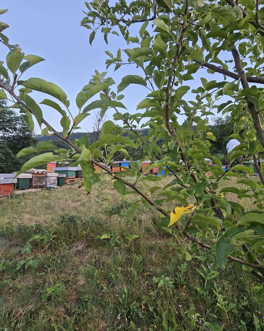 Porodični pčelinjak 4