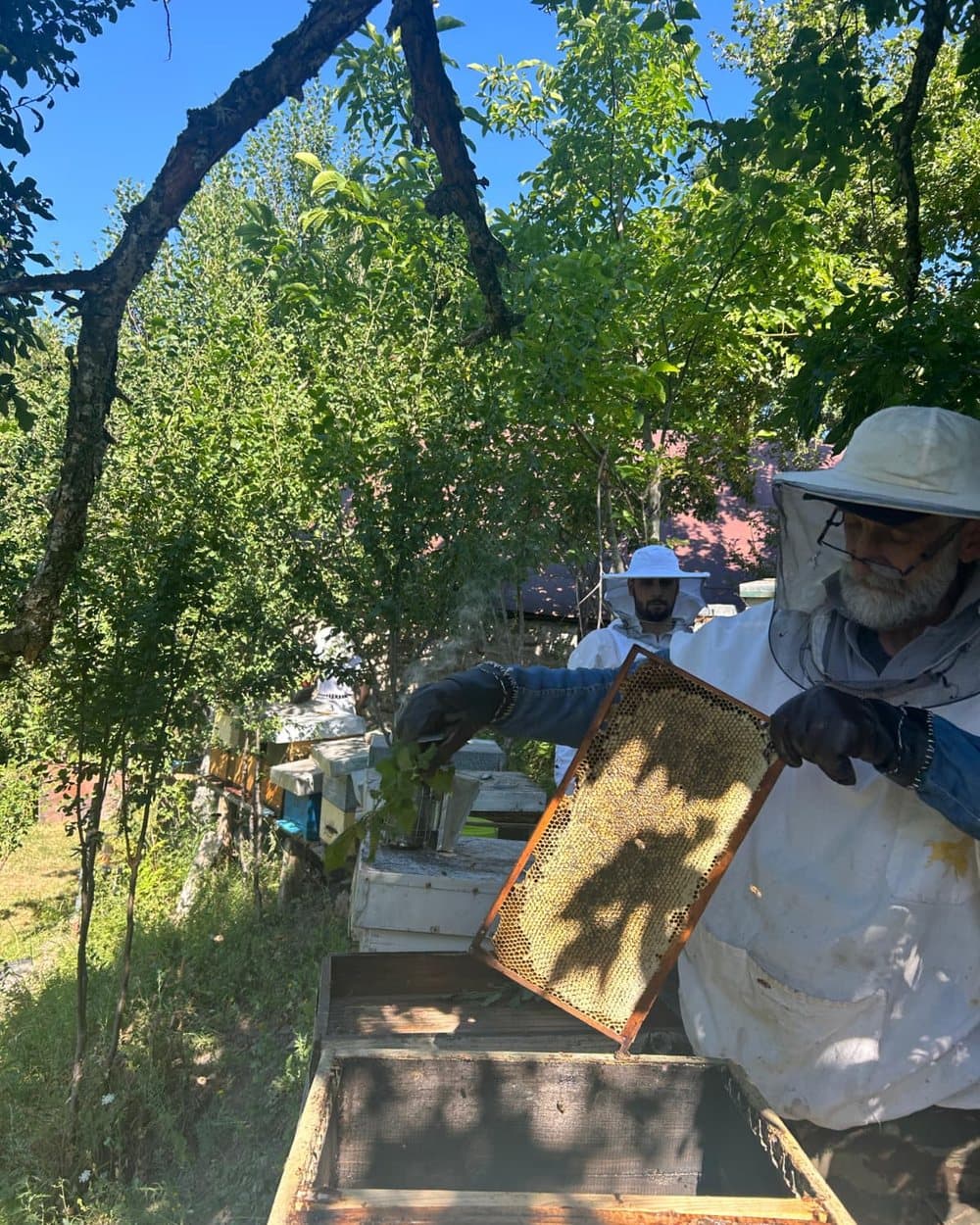 Family apiary 7