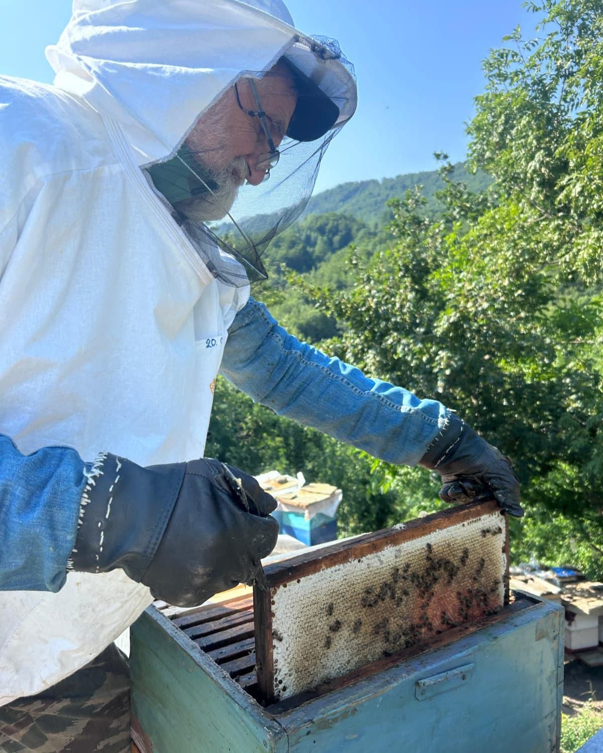 Pčelar pregleda ramove u otvorenoj košnici