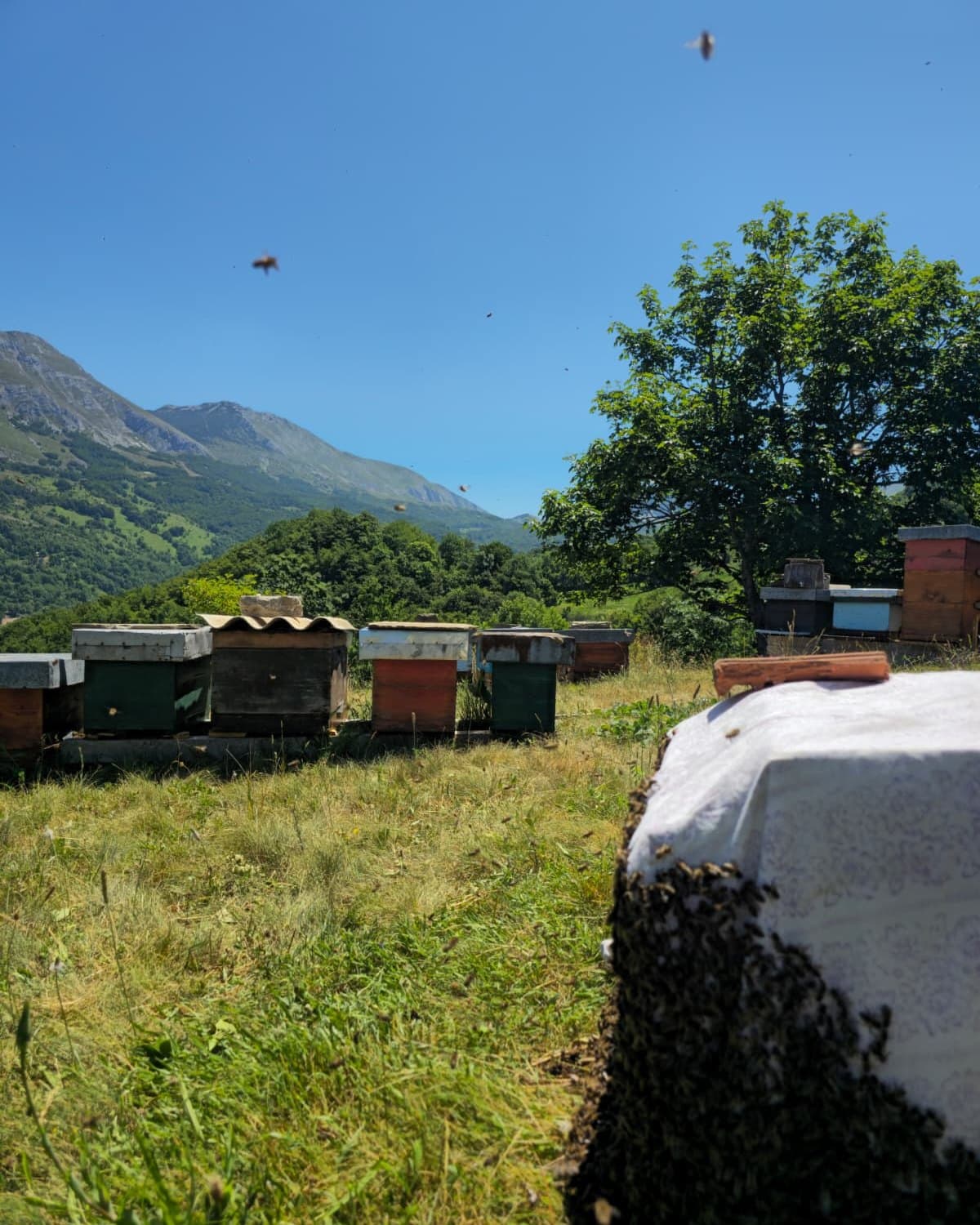 Roj pčela skupljen na platnu pored košnica