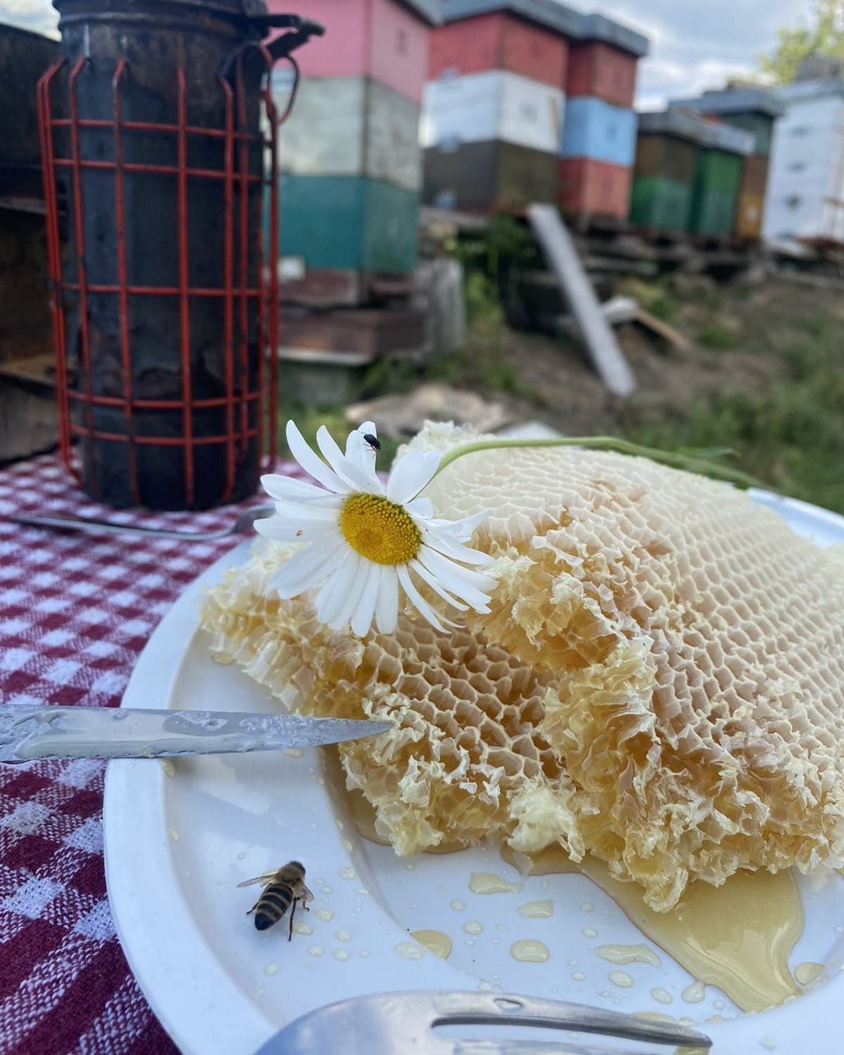 Presjek saća sa medom na tanjiru