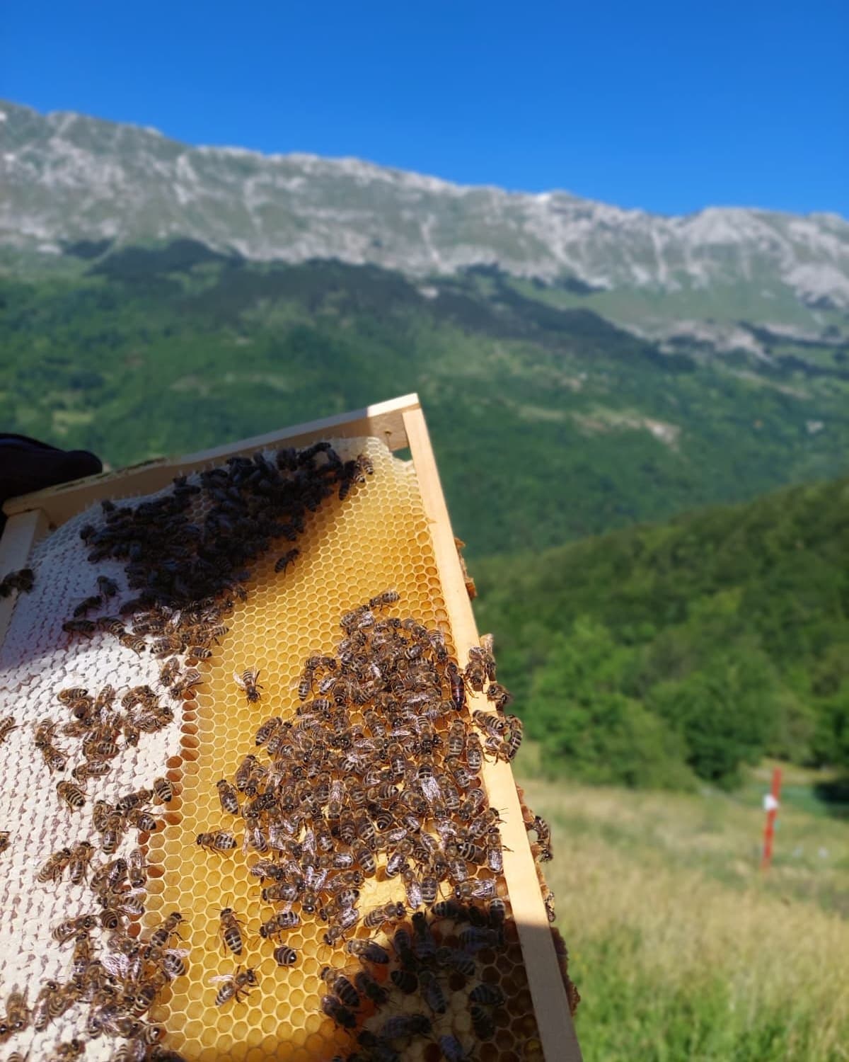 Ram sa saćem i pčelama iznad planinskog pašnjaka
