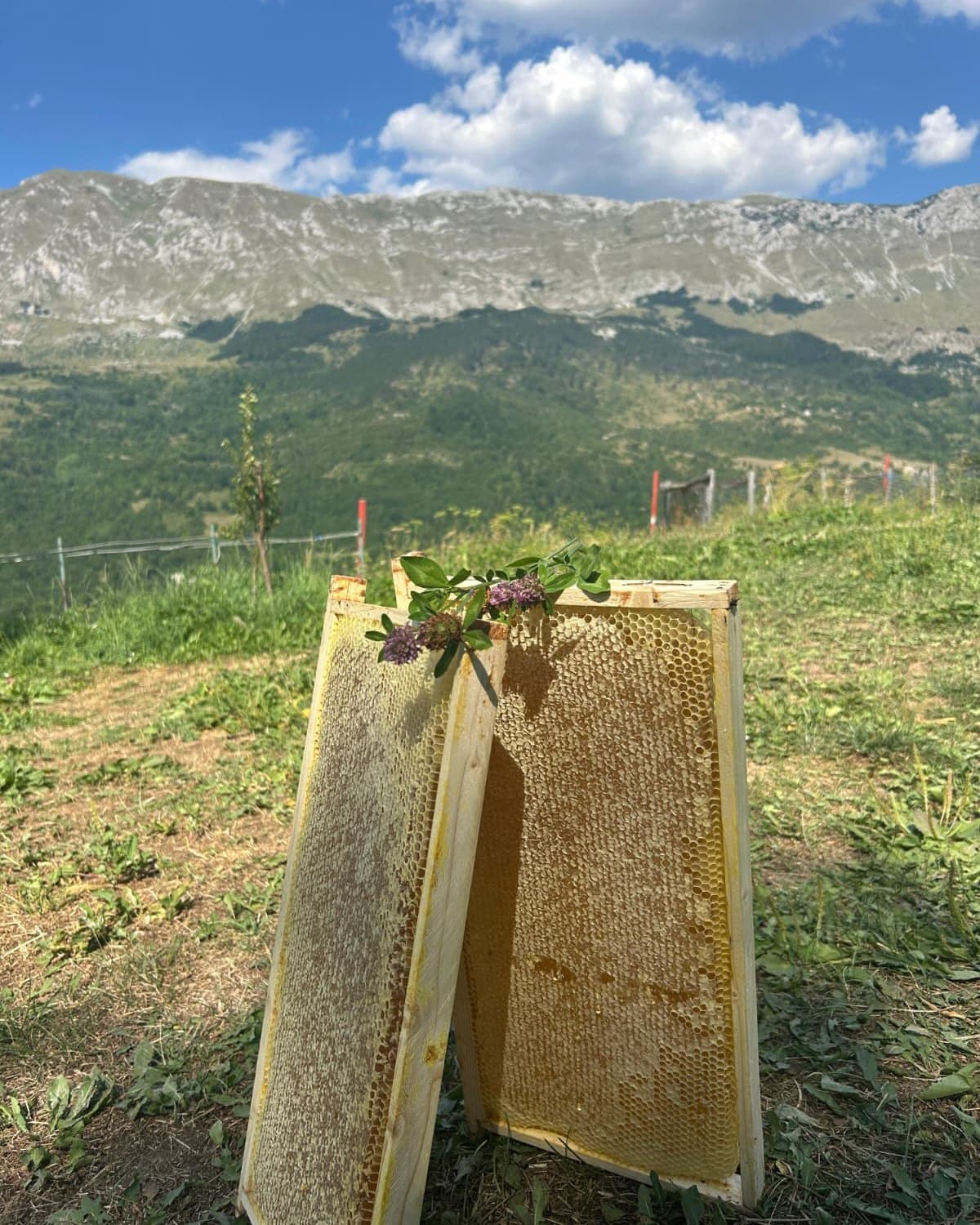Ramovi punog saća na pašnjaku, planina u pozadini