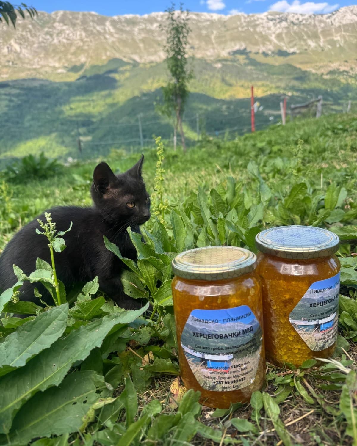 Jars of mountain honey